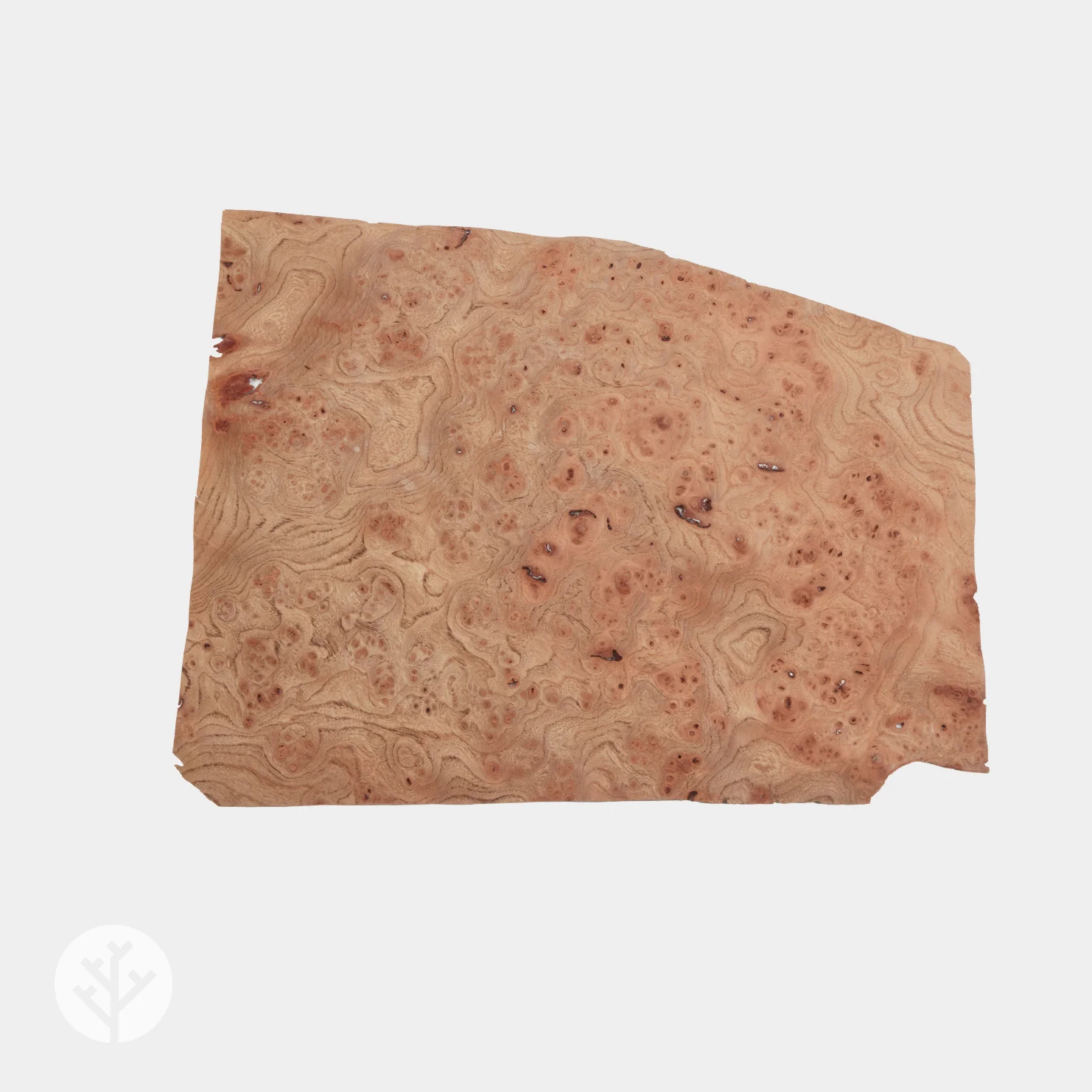 Elm Cluster Wood Veneer - Image 4