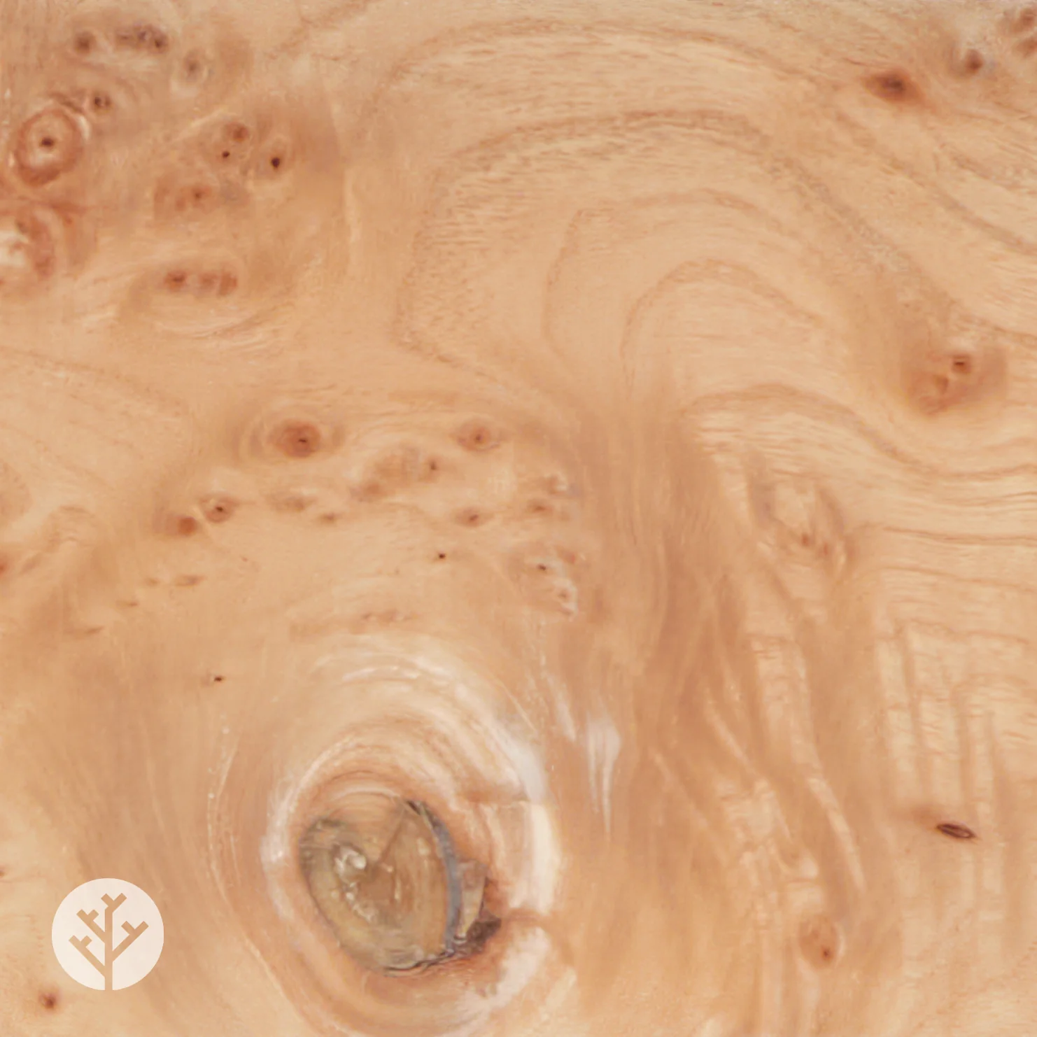 Elm Cluster Wood Veneer - Image 6