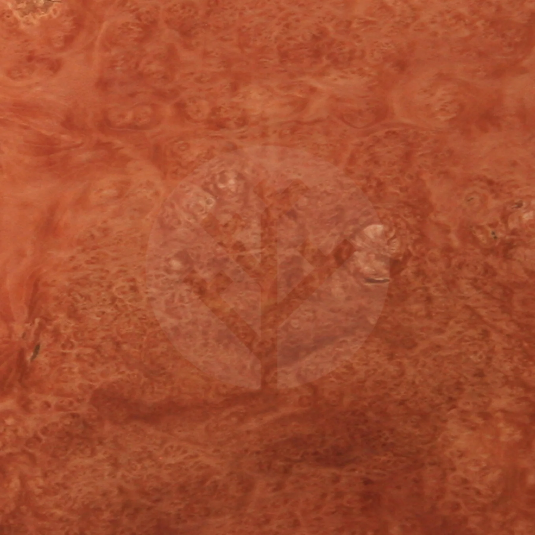 London Plane Tree Burl Wood Veneer - Image 2