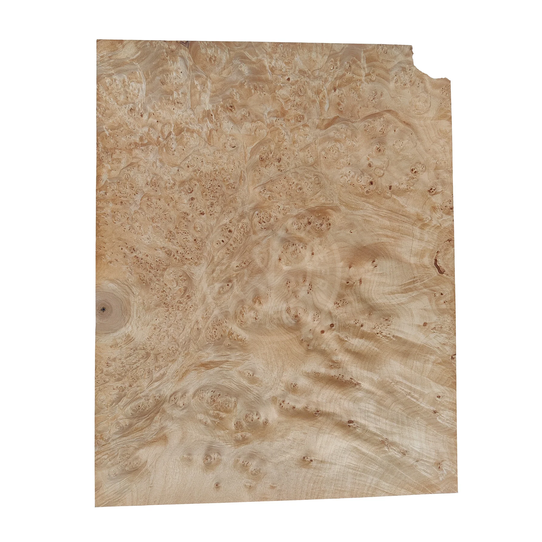 Maple Burl Wood Veneer - Image 4