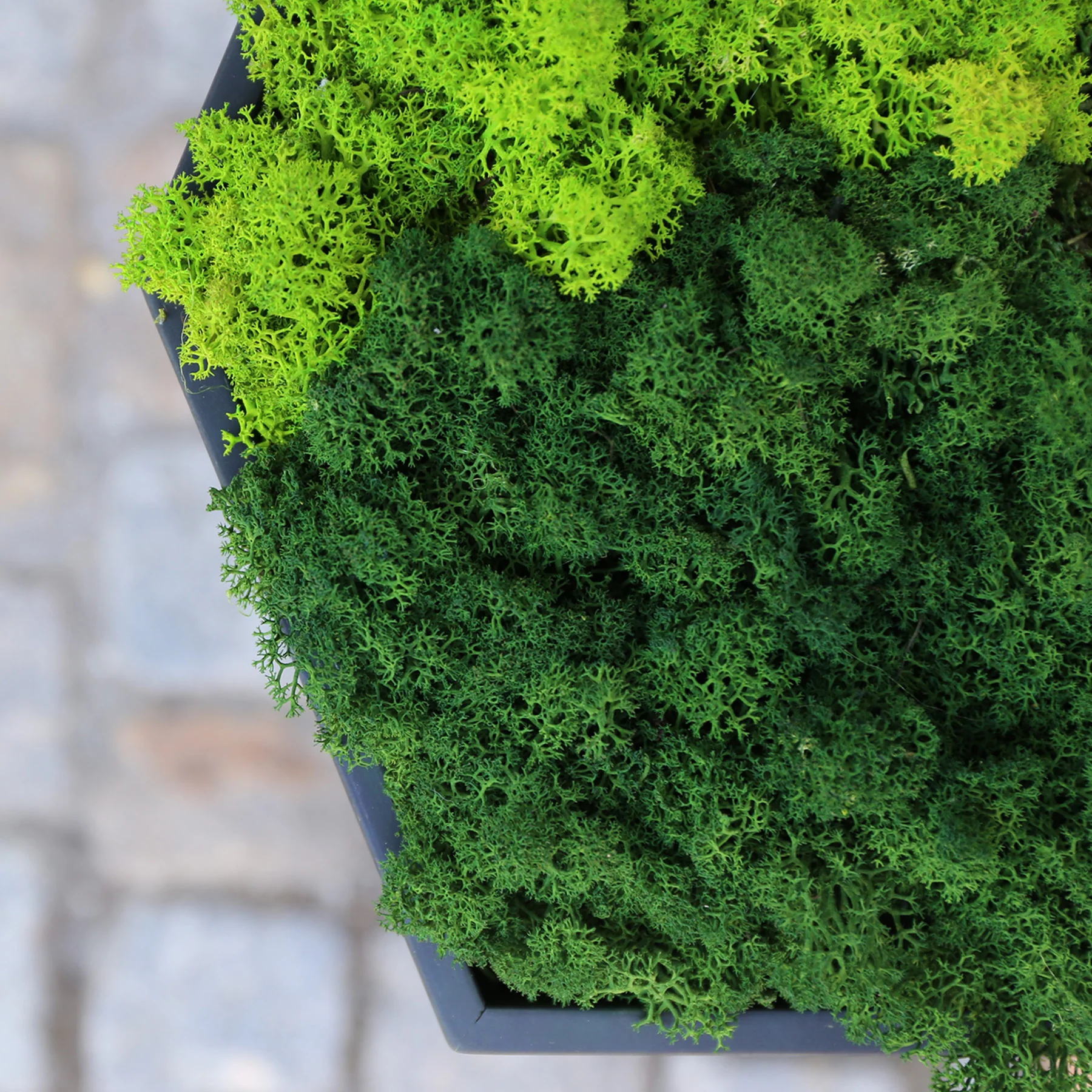 Muratto® Green Hexad Preserved Moss Luxury Wall Tiles - Image 4