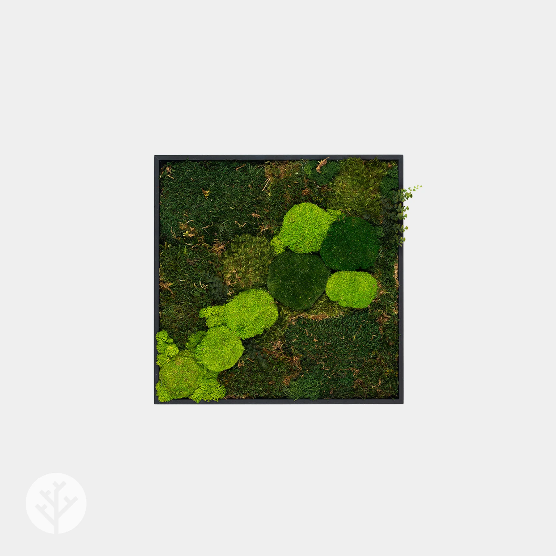 Muratto® Green Modular Square Preserved Moss Luxury Wall Tiles - Image 7
