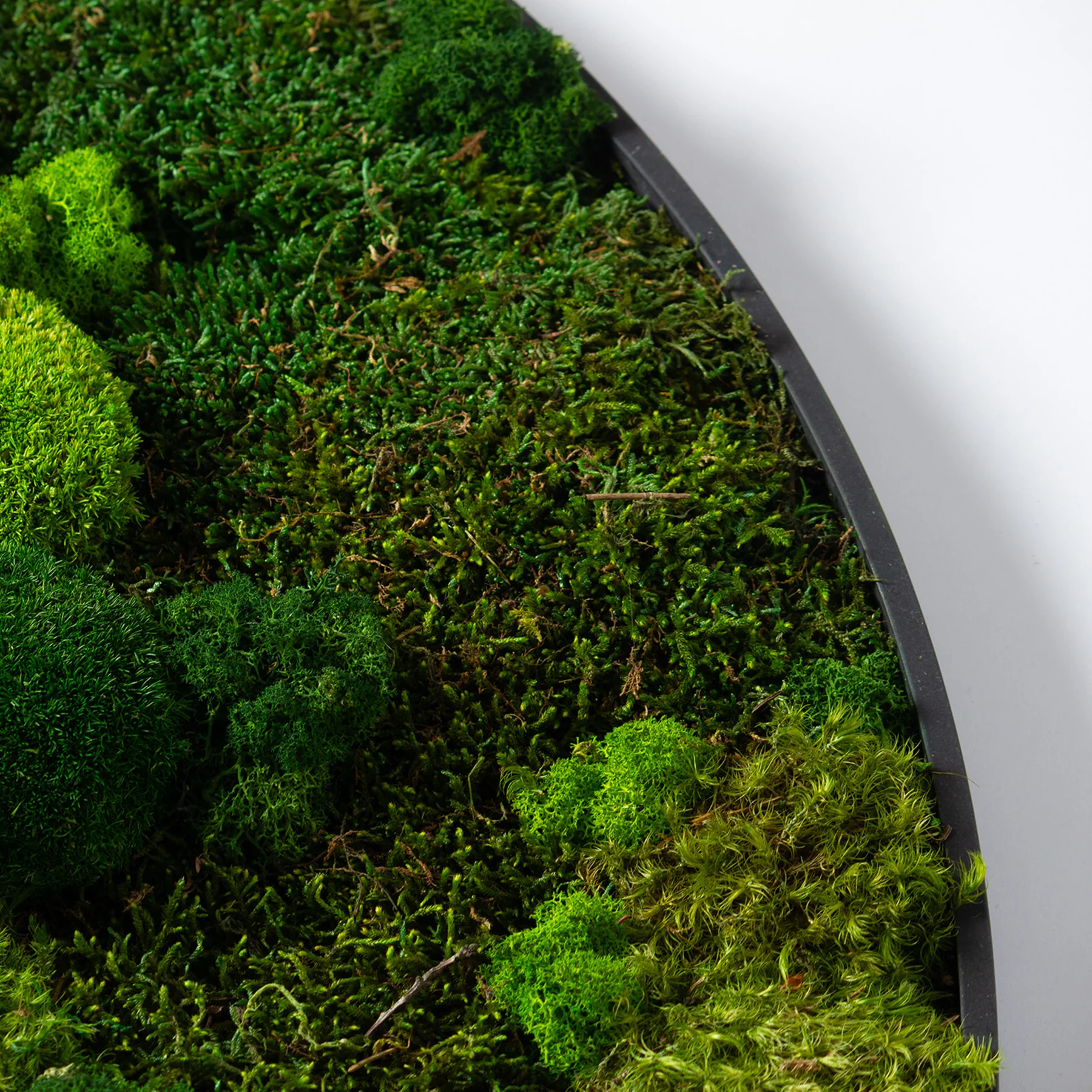 Muratto® Green Ovate Preserved Moss Luxury Wall Tiles - Image 3