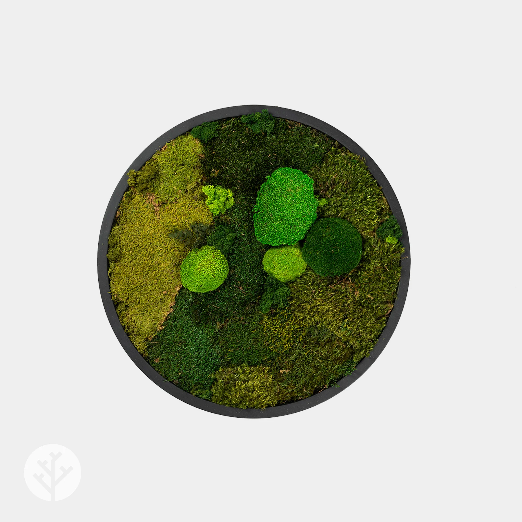 Muratto® Green Ring Preserved Moss Luxury Wall Tiles - Image 2