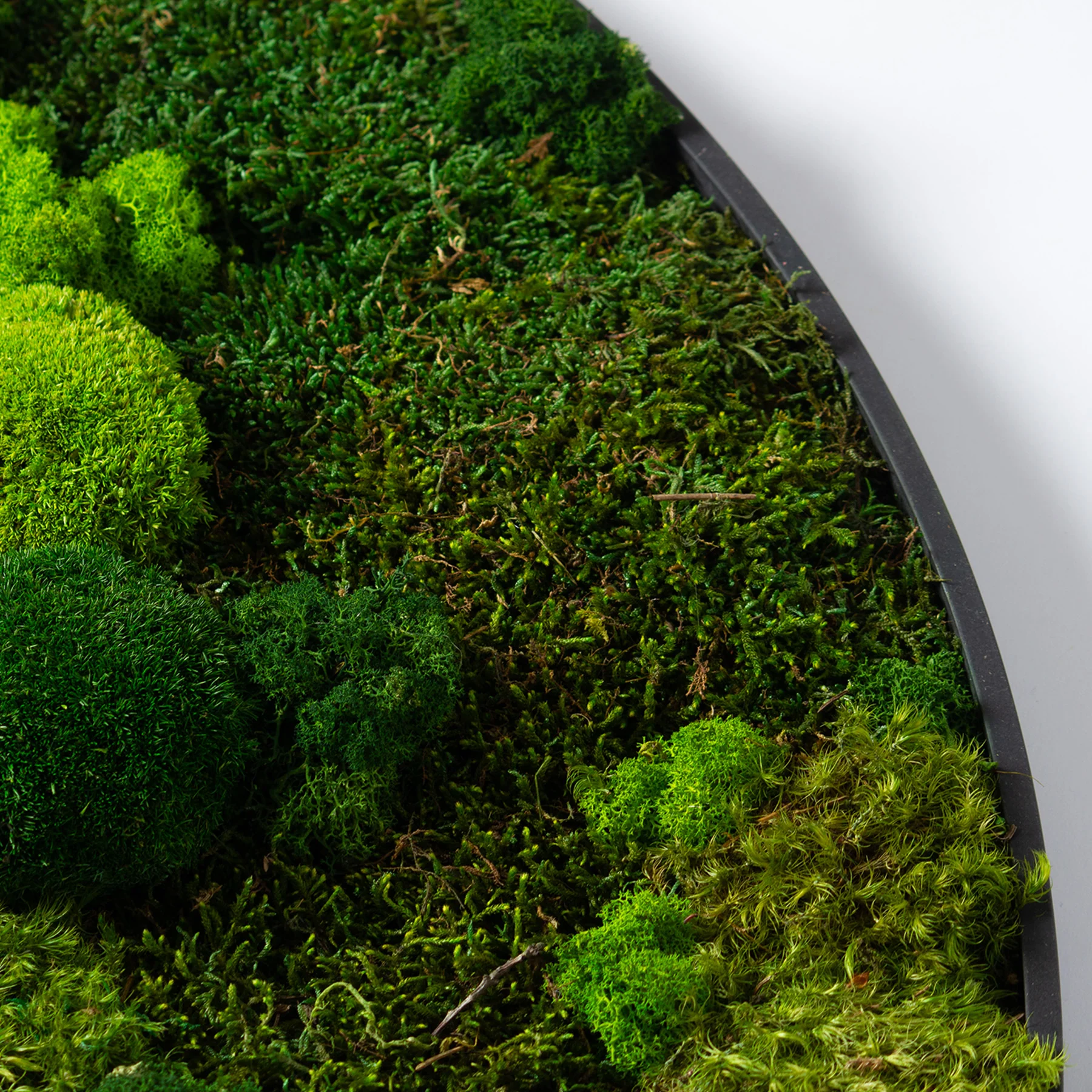Muratto® Green Ring Preserved Moss Luxury Wall Tiles - Image 3