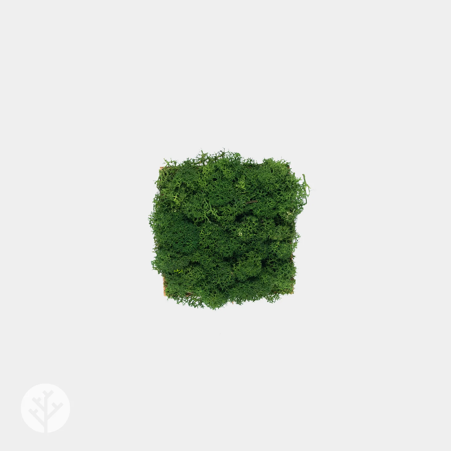 Muratto® Organic Small Square Moss Cork Luxury Wall Tiles - Image 2