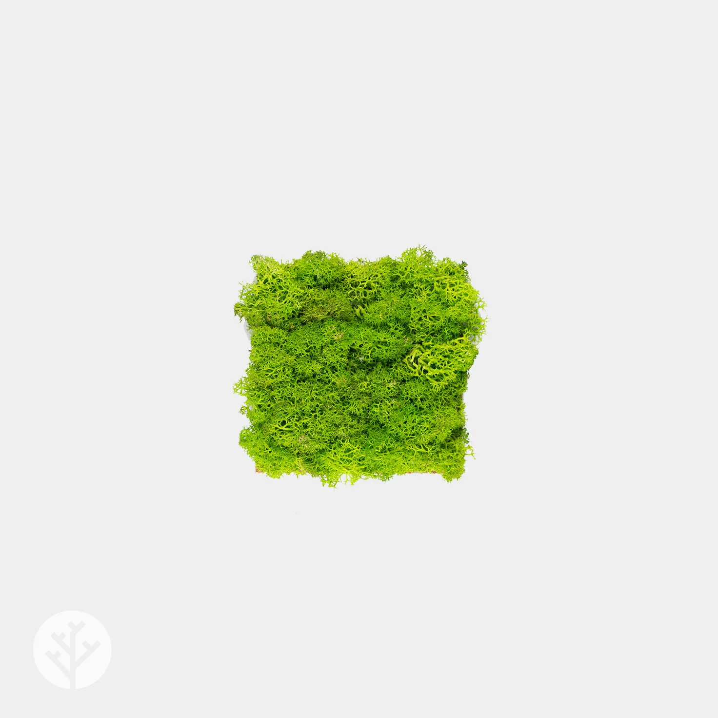 Muratto® Organic Small Square Moss Cork Luxury Wall Tiles - Image 3
