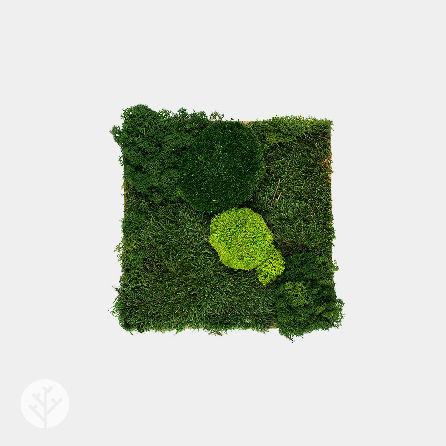 Muratto® Organic Square Moss Cork Luxury Wall Tiles - Image 2